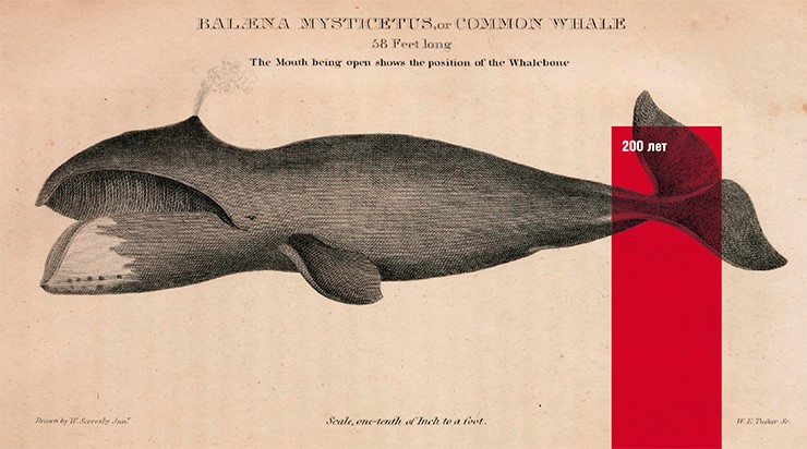 Гренландский кит – второе по величине млекопитающее в мире после синего кита: его вес достигает 100 т. Максимальная зарегистрированная продолжительность жизни, оцененная на основе изменений в хрусталике глаза, составляет более 200 лет. Рис. из кн. H. C. Кэри, Я. Ли «Американская естественная история» (1826–1828). Public Domain Гренландский кит – второе по величине млекопитающее в мире после синего кита: его вес достигает 100 т. Максимальная зарегистрированная продолжительность жизни, оцененная на основе изменений в хрусталике глаза, составляет более 200 лет. Рис. из кн. H. C. Кэри, Я. Ли «Американская естественная история» (1826–1828). Public Domain