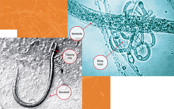 Results of a successful hunt: a soil nematode caught in the trapping ring of the fungus Dactylariopsis brochopaga (left) and a nematode caught in the sticky loops of the fungus Arthrobotrys compacta (right). Light microscopy Results of a successful hunt: a soil nematode caught in the trapping ring of the fungus Dactylariopsis brochopaga (left) and a nematode caught in the sticky loops of the fungus Arthrobotrys compacta (right). Light microscopy