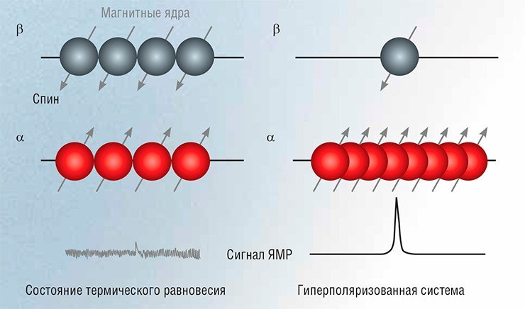 В равновесных условиях число спинов магнитных ядер, находящихся в α- и β-состоянии, отличается очень незначительно. Для сильно поляризованной системы разность населенностей состояний значительна: в данном примере почти все спины находятся в одном состоянии. В результате при проведении ЯМР-исследования этого образца отношение сигнал/шум в спектре будет значительно больше, что означает значительное увеличение чувствительности метода