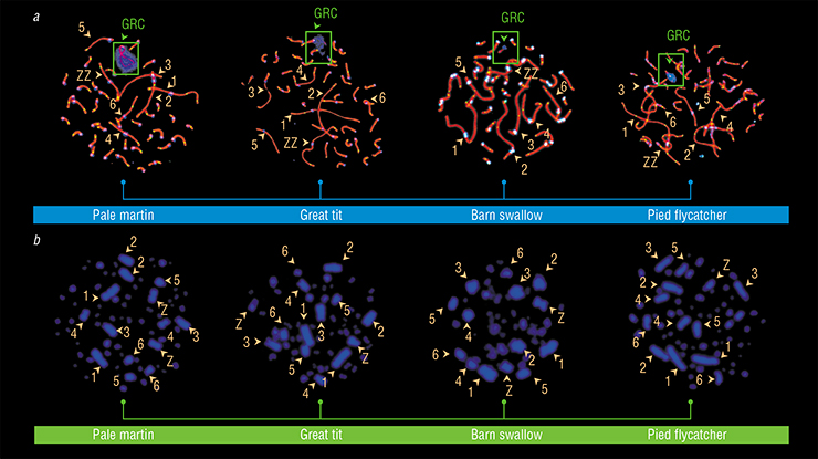 The GRC has been found in spermatocytes of the pale martin, great tit, barn swallow and pied flycatcher (a), but it is absent from the bone marrow of these birds (b). Unlike females, in males is does not have a pair and is surrounded by a blue cloud of anti-centromere antibodies. Digits mark macrochromosomes in the order of decreasing size, the letters Z and W mark sex chromosomes. Photo: L. Malinovskaya and I. Pristyazhnyuk The GRC has been found in spermatocytes of the pale martin, great tit, barn swallow and pied flycatcher (a), but it is absent from the bone marrow of these birds (b). Unlike females, in males is does not have a pair and is surrounded by a blue cloud of anti-centromere antibodies. Digits mark macrochromosomes in the order of decreasing size, the letters Z and W mark sex chromosomes. Photo: L. Malinovskaya and I. Pristyazhnyuk