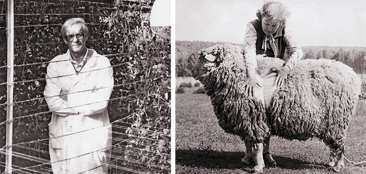 V. A. Berdnikov in the Institute greenhouse with his research subject – field peas (left). E. K. Mindina demonstrates a new breed of crossbred sheep V. A. Berdnikov in the Institute greenhouse with his research subject – field peas (left). E. K. Mindina demonstrates a new breed of crossbred sheep