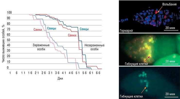 Заражение дрозофил патогенным штаммом вольбахии wMelPop значительно сокращает продолжительность их жизни (слева) и влияет на их размножение, вызывая гибель клеток в гермарии – передней части яйцевой трубки дрозофилы, где формируются фолликулы с яйцеклетками (справа). У зараженных особей число таких гермариев увеличивается. Флуоресцентная микроскопия