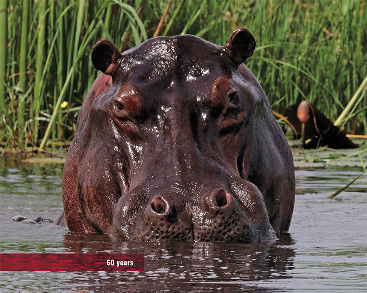 The hippo, the closest nominally terrestrial relative of whales, who leads a semi-aqueous lifestyle, can live to 60 years. © Charles J. Sharp