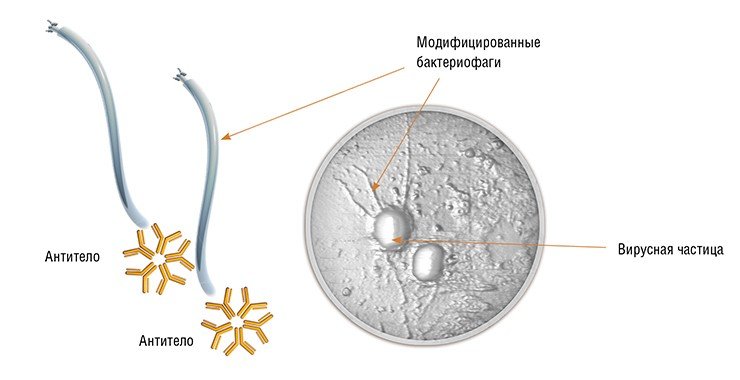 Бактериофаги могут быть использованы не только напрямую в качестве бактерицидных агентов: их можно применять в качестве носителей лекарственных препаратов, антител либо терапевтических химических соединений. На фото – фаги, несущие на своей поверхности антитела к вирусу осповакцины, атакуют этот вирус. Атомно-силовая микроскопия. Фото Г. Шевелева и Д. Пышного
