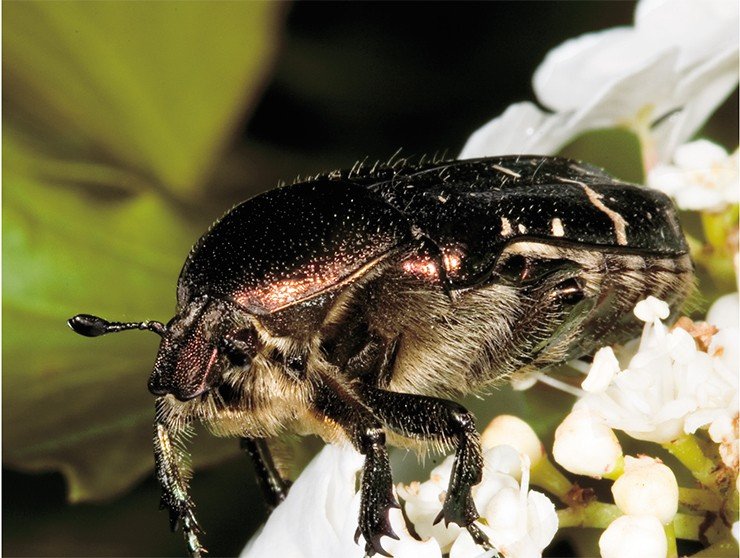 Личинки бронзовки золотистой (Cetonia aurata, сем. Scarabaeidae) аскетично питаются трухлявой древесиной, зато взрослые особи наслаждаются нежнейшими частями цветков Личинки бронзовки золотистой (Cetonia aurata, сем. Scarabaeidae) аскетично питаются трухлявой древесиной, зато взрослые особи наслаждаются нежнейшими частями цветков
