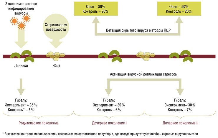 Энтомопатогенные бакуловирусы могут передаваться от поколения к поколению разными путями. Дочернее поколение может инфицироваться через оболочку яйца при прохождении его по инфицированным половым путям самки, а также непосредственно через внутреннее содержимое яйца. Это было доказано в экспериментах по экспериментальному заражению насекомых вирусом и последующей стерилизации поверхности яиц. По: (Ильиных, 2007) Энтомопатогенные бакуловирусы могут передаваться от поколения к поколению разными путями. Дочернее поколение может инфицироваться через оболочку яйца при прохождении его по инфицированным половым путям самки, а также непосредственно через внутреннее содержимое яйца. Это было доказано в экспериментах по экспериментальному заражению насекомых вирусом и последующей стерилизации поверхности яиц. По: (Ильиных, 2007)