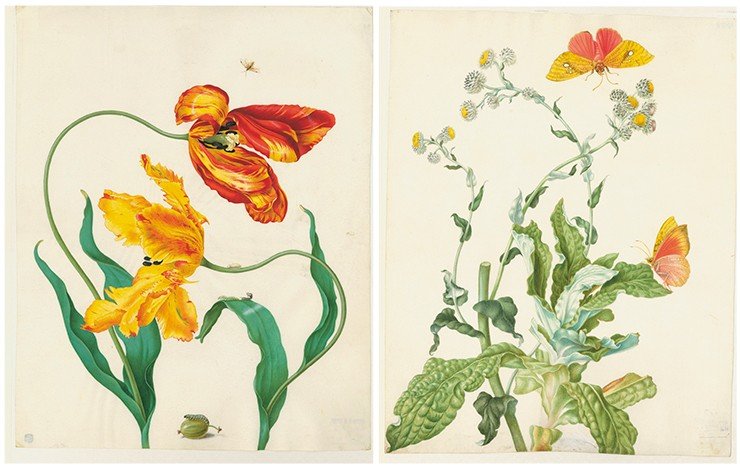 Слева – садовый тюльпан (Tulipa) и желтый крыжовниковый пилильщик (Pteronidea ribesii). Не ранее 1705 г. Пергамен, акварель, кроющие краски. СПФ АРАН. Р.IX. Оп.8. Д.37. Справа – гелихризум (р. Helichrysum) и бабочка из сем. Castniidae. Около 1705 г. Пергамен, акварель, кроющие краски. СПФ АРАН. Р. IX. Оп. 8. Д. 38