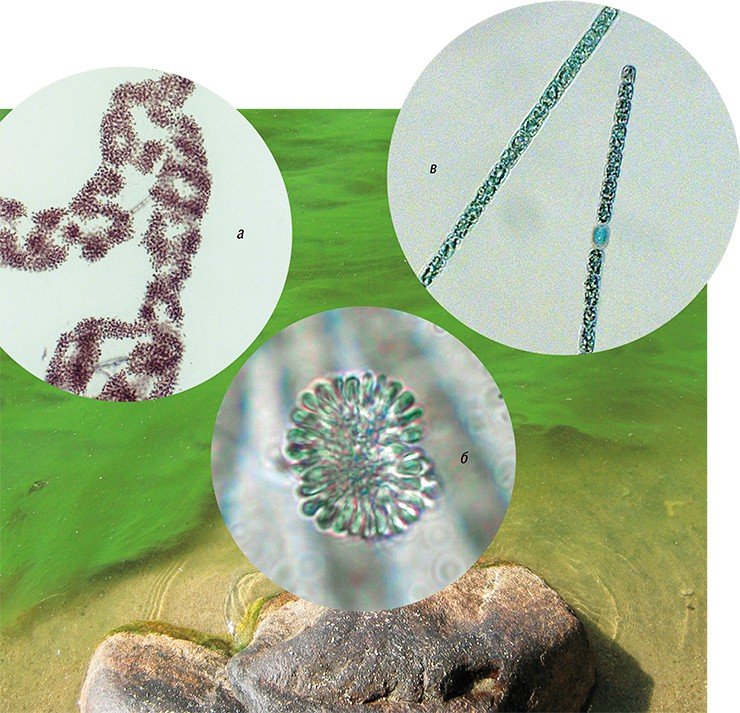Все эти виды цианобактерий из оз. Котокельское потенциально токсичны: а – Microcystis aeruginosa; б – Snowella lacustris; в – Aphanizomenon flos-aquae. Оптическая микроскопия