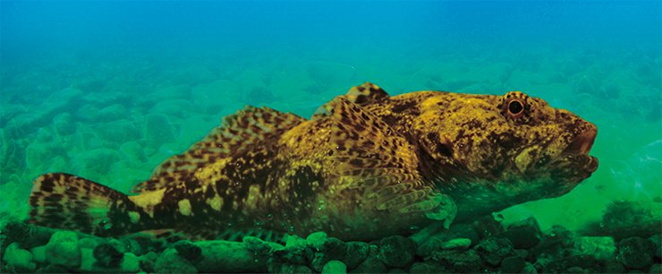 Male bighead sculpin (Batrachocottus baicalensis Dybowski, 1874)