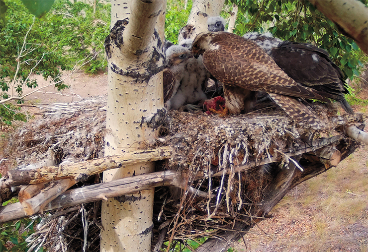 To feed the nestlings, you do not need to wear a special outfit or use tweezers, you just need to place the food into the nest and leave. This what the male usually does too. It brings the prey and throws it onto the nest unless the female is nearby. It is the mother that feeds the nestlings if they are too young to tear the prey themselves. The photos show females with their own offspring and foster young on the nesting platform (right) and in a nestbox (bottom). Photos from camera traps, Sibecocenter/RRRCN