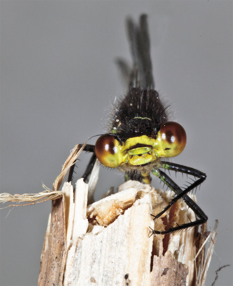 The name of this insect species – red-eyed damselfly (Erythromma najas) – speaks for itself