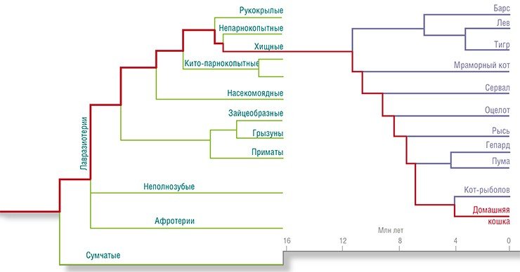 Благодаря молекулярно-генетическим данным на общем родословном древе млекопитающих выделены последовательные ветвления. По: (Nishihara, Hasegawa & Okada, 2006). Судя по филогенетическому древу семейства кошачьих, домашняя кошка появилась в Евразии около 5 млн лет назад. По: (Brien et al., 2008)