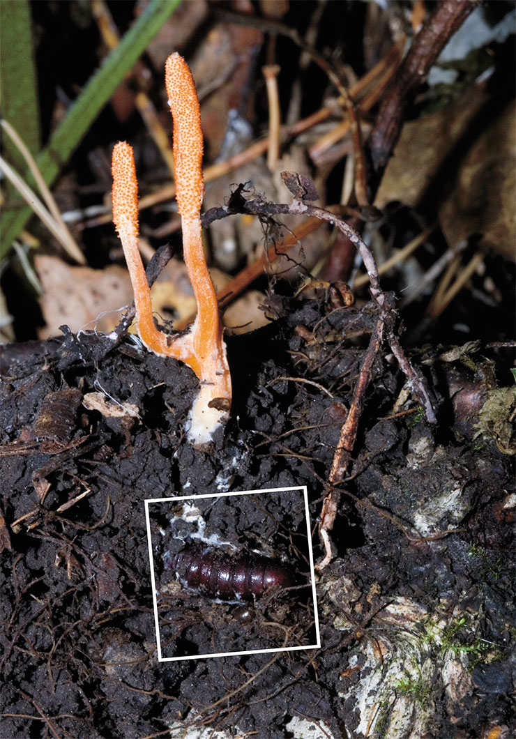 Cordyceps is a genus of fungi, whose members parasitize mainly on insect's larvae, pupae, and adults. Cordyceps penetrates into the host’s hemocoel, where it forms a distinctive outgrowth, i.e., the so-called stroma or the fruiting body. Fungi of related taxa are highly valued in Chinese medicine; in recent years, they have been sold as dietary supplements in Europe and the United States. The photo shows a moth pupa (Notodontidae) killed by C. militaris. Novosibirsk region. Photo by V. Glupov Cordyceps is a genus of fungi, whose members parasitize mainly on insect's larvae, pupae, and adults. Cordyceps penetrates into the host’s hemocoel, where it forms a distinctive outgrowth, i.e., the so-called stroma or the fruiting body. Fungi of related taxa are highly valued in Chinese medicine; in recent years, they have been sold as dietary supplements in Europe and the United States. The photo shows a moth pupa (Notodontidae) killed by C. militaris. Novosibirsk region. Photo by V. Glupov