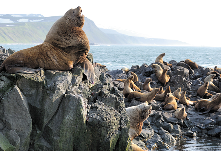 The Reserve’s water area has one of Kamchatka’s largest rookeries of Steller’s sea cows, or sea lions, recorded in Russia’s Red Book. In the early spring, males come to the rocks. They divide between themselves the area of the rookery so as to be able to form harems in the early summer, when females start to arrive The Reserve’s water area has one of Kamchatka’s largest rookeries of Steller’s sea cows, or sea lions, recorded in Russia’s Red Book. In the early spring, males come to the rocks. They divide between themselves the area of the rookery so as to be able to form harems in the early summer, when females start to arrive