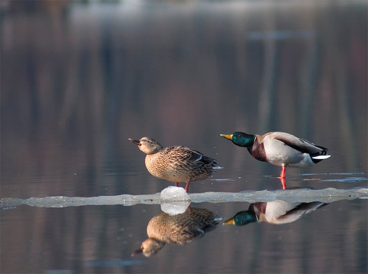Селезень кряквы (Anas platyrhynchos) со своей подругой. Днепр, весенний ледоход. Фото М. Горпенюка Селезень кряквы (Anas platyrhynchos) со своей подругой. Днепр, весенний ледоход. Фото М. Горпенюка