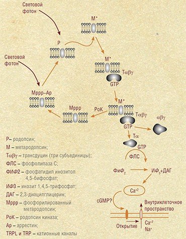 У насекомых, в отличие от позвоночных животных, молекула светочувствительного пигмента родопсина при попадании на нее фотона света не распадается, а переходит в метародопсин. За счет этого происходит активация всей сложной цепи фототрансдукции – процесса преобразования светового сигнала в электрические импульсы в фоторецепторных нейронах, лежащего в основе формирования зрительных образов. В итоге метародопсин под действием фотона восстанавливается в родопсин, т.е. для завершения полного цикла трансдукции необходимо поглощение двух фотонов света