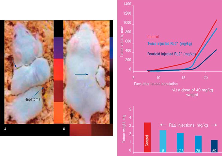 The apoptotic properties of RL2 protein have been tested in the laboratory mice with malignant HA-1 hepatoma subcutaneously inoculated in the shoulder area. On day 15 after tumor inoculation, the tumor volume in the animals without treatment was no less than 10 mm3 (a). As for the animals injected with RL2 daily (b), the tumor growth was noticeably suppressed in a dose-dependent manner (right) The apoptotic properties of RL2 protein have been tested in the laboratory mice with malignant HA-1 hepatoma subcutaneously inoculated in the shoulder area. On day 15 after tumor inoculation, the tumor volume in the animals without treatment was no less than 10 mm3 (a). As for the animals injected with RL2 daily (b), the tumor growth was noticeably suppressed in a dose-dependent manner (right)