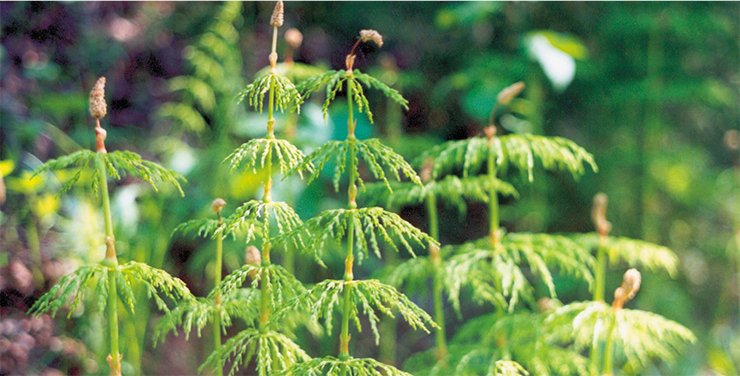 Хвощ лесной (Equisetum sylvaticum L.) – представитель единственного рода современных хвощевидных