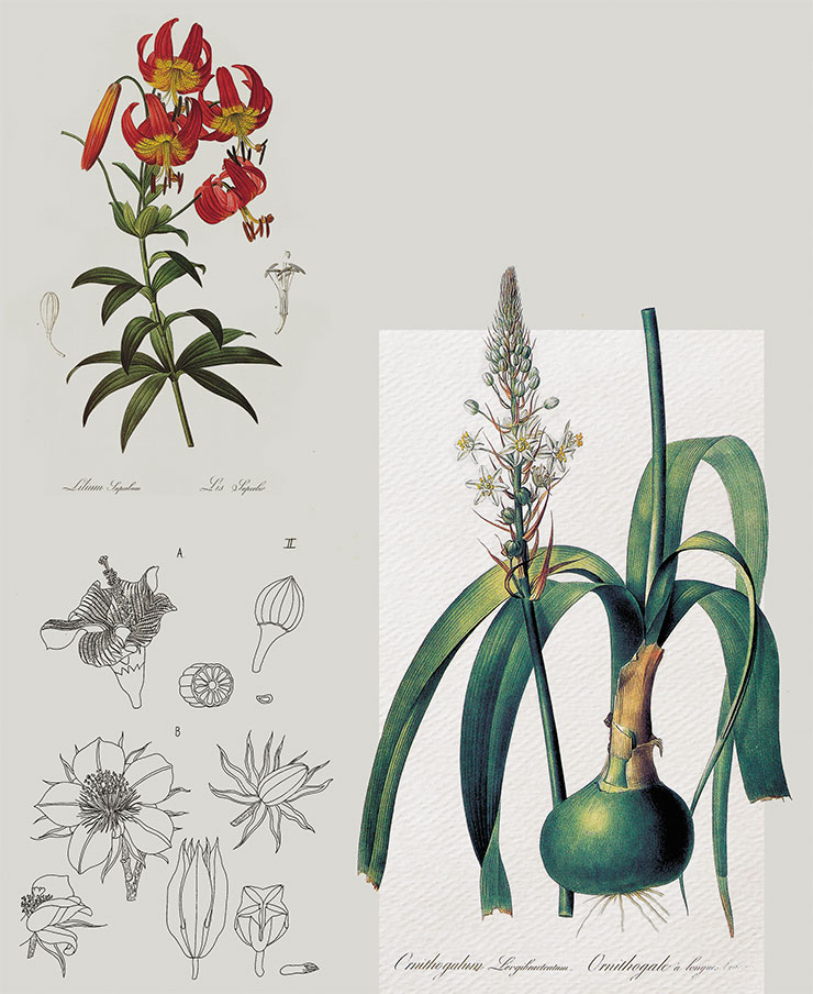 These lithographs from de Candolle Sr.’s monograph Les liliaces (‘The Lilies’, 1802–1808) depict the African Ornithogalum longibracteatum, whose stems can reach almost a meter in length, and lily royal (Lilium superbum) of North America. Drawing by P.-J. Redouté. Public Domain. Bottom left: One of the many drawings of indigenous flora of Mexico from the book Calques des dessins de la Flore du Mexique... by A. de Candolle, J. M. Moziño, and M. Sessé (1874). Biodiversity Heritage Library. Public Domain