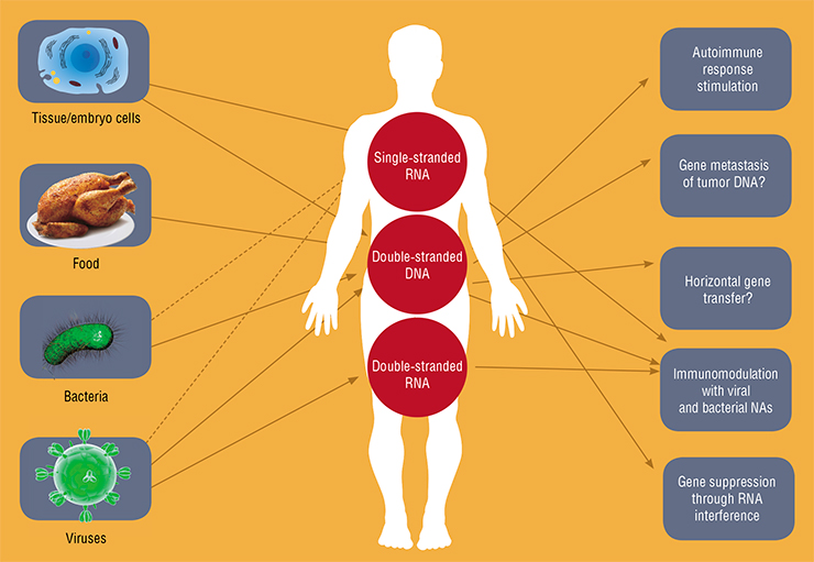 Nucleic acids are not locked up inside the cells, and many extracellular nucleic acids (DNA and RNA) of both exogenous and endogenous origin circulate through the bloodstream in the human body. Depending on the origin and form of circulation, they cause different biological effects, which manifest themselves at the body-wide level. Adapted from: (Rykova, Zaporozhchenko, and Laktionov, 2012) Nucleic acids are not locked up inside the cells, and many extracellular nucleic acids (DNA and RNA) of both exogenous and endogenous origin circulate through the bloodstream in the human body. Depending on the origin and form of circulation, they cause different biological effects, which manifest themselves at the body-wide level. Adapted from: (Rykova, Zaporozhchenko, and Laktionov, 2012)