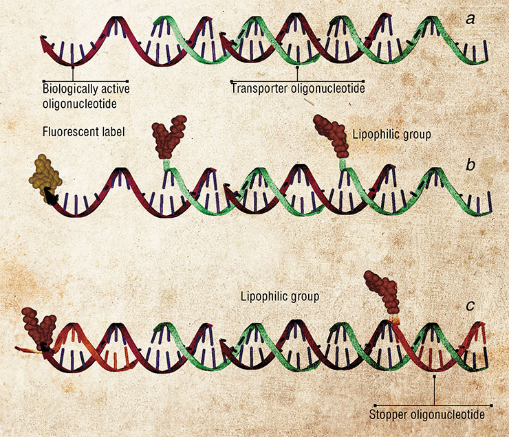 Concatemeric complexes may be used for delivery of therapeutic forms of nucleic acids. Different types of such complexes are designed following the same principle: biologically active oligonucleotide that has to be delivered into the cell forms one strand of the complex, while the second strand (the transporter) is complementary and antiparallel to the first one. а – an unmodified concatemer; b – a concatemer with one strand carrying a reporter fluorescent group and the second strand modified with lipophilic cholesterol moieties, which facilitate crossing of the cell membrane; c – a concatemer annealed to a stopper oligonucleotide modified with lipophilic moiety
