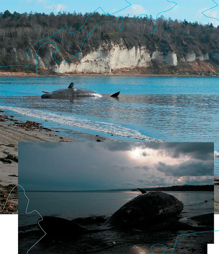 The Tofitskiy road is located in the Yuzhno-Kurilskiy strait between the capes of Vodopadnyi and Chetverikova. The road and its approaches have sandy shoals with depths ranging from 4.6 to 13,2 m. This is where the giants of the sea got trapped The Tofitskiy road is located in the Yuzhno-Kurilskiy strait between the capes of Vodopadnyi and Chetverikova. The road and its approaches have sandy shoals with depths ranging from 4.6 to 13,2 m. This is where the giants of the sea got trapped