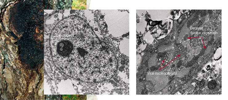 Antiviral activity of chaga water extract was tested on the Vero cell strain infected with the Herpes simplex virus. Electron microscopy has shown that cells pre-treated with chaga extract were not infected (a), while the untreated control cells exhibited structural damage of the nucleus (b) (Teplyakova et al., 2012). Photo: E. Ryabchikova (ICBFM SB RAS) Antiviral activity of chaga water extract was tested on the Vero cell strain infected with the Herpes simplex virus. Electron microscopy has shown that cells pre-treated with chaga extract were not infected (a), while the untreated control cells exhibited structural damage of the nucleus (b) (Teplyakova et al., 2012). Photo: E. Ryabchikova (ICBFM SB RAS)