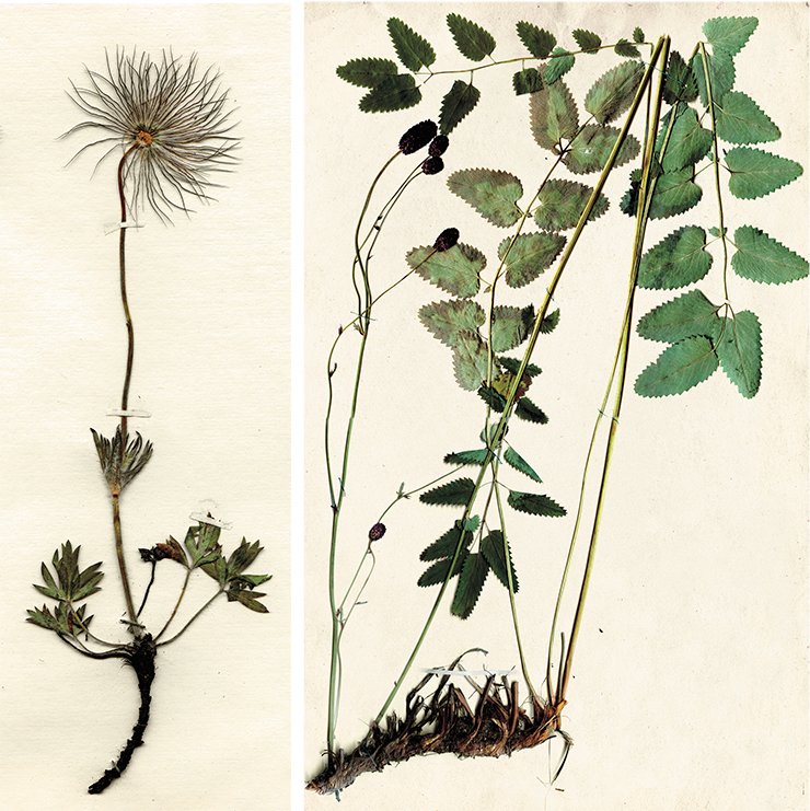 Garden burnet (Sanguisorba officinalis L.) a perennial herbaceous plant of the rose family. Folk medicine administers its roots for disordered stomach and dysentery 