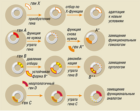 Основные направления горизонтального переноса генов