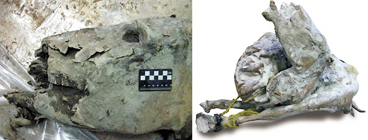 The body of this horse mummy was torn by predators, presumably, cave lions. Its head and front legs were torn off, and the skin bears deep claw traces