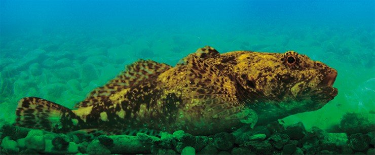 Самец большеголовой широколобки (Batrachocottus baicalensis Dybowski, 1874) Самец большеголовой широколобки (Batrachocottus baicalensis Dybowski, 1874)