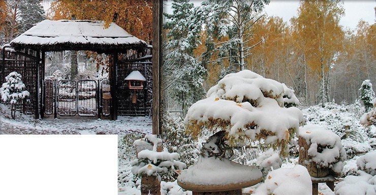 Бонсай, такие маленькие и такие стойкие, ждут весну...