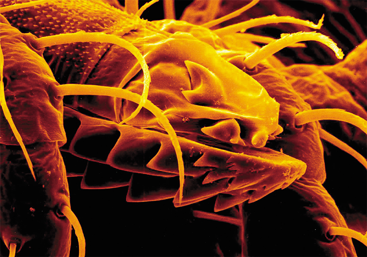 Due to the special, “barbed” design of their oral apparatus, sucking ticks are usually hard to remove. Public domain