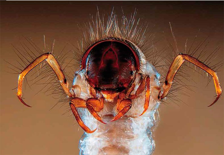 Stereo microscopy, 15x. Fabrice Parais, DREAL (Regional Directorate of Environment, Planning and Housing) of Basse-Normandie, Caen, France. Ninth Prize, 2013 Olympus BioScapesDigital Imaging Competition®. www.OlympusBioScapes.com Stereo microscopy, 15x. Fabrice Parais, DREAL (Regional Directorate of Environment, Planning and Housing) of Basse-Normandie, Caen, France. Ninth Prize, 2013 Olympus BioScapesDigital Imaging Competition®. www.OlympusBioScapes.com