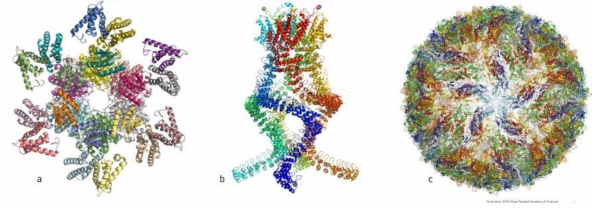 Объекты, атомарная структура которых была изучена с помощью криоэлектронной микроскопии. a) белковый комплекс, управляющий цикадными ритмами, b) белок-сенсор, благодаря которому мы слышим, c) вирус Зика Объекты, атомарная структура которых была изучена с помощью криоэлектронной микроскопии. a) белковый комплекс, управляющий цикадными ритмами, b) белок-сенсор, благодаря которому мы слышим, c) вирус Зика
