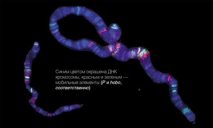 Каждая особь из природы уникальна по распределению мобильных элементов на хромосомах. В качестве примера – распределение мобильных элементов P и hobo на политенной Х-хромосоме из слюнных желез Drosophila melanogaster в двух разных линиях. Препараты приготовлены Л. Коваленко (ИЦиГ СО РАН) Каждая особь из природы уникальна по распределению мобильных элементов на хромосомах. В качестве примера – распределение мобильных элементов P и hobo на политенной Х-хромосоме из слюнных желез Drosophila melanogaster в двух разных линиях. Препараты приготовлены Л. Коваленко (ИЦиГ СО РАН)