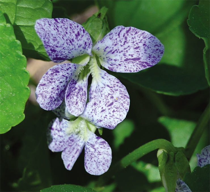 Chimeras, which are characterized by having mixed genetically distinct cells or tissues in the same organ, often result from spontaneous mutation. Some African violet varieties have a tendency for spontaneous mutations. Their flowers are made up of two genetically distinct cell layers: one is responsible for the background color of the petals and the other – for the color of the stripes. © CC0 1.0 Photo from https://pixabay.com/ Chimeras, which are characterized by having mixed genetically distinct cells or tissues in the same organ, often result from spontaneous mutation. Some African violet varieties have a tendency for spontaneous mutations. Their flowers are made up of two genetically distinct cell layers: one is responsible for the background color of the petals and the other – for the color of the stripes. © CC0 1.0 Photo from https://pixabay.com/