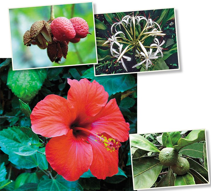 The contemporaries were struck by the diversity of living collections gathered by Basnin from over 120 local and exotic species from all the continents, which had no analogues in Siberia. The examples of exotic plants successfully grown in the Basnins’ Garden in the mid-19th c.: from top down: Sichuan pepper (Zanthoxylum piperitum (L.) DC), Scadoxus multiflorus L., Chinese rose (Hibiscus rosa-sinensis L.), tangerine (Citrus unshin (Swingle) Marcow). Photo from the Irkutsk State University Botanical Garden The contemporaries were struck by the diversity of living collections gathered by Basnin from over 120 local and exotic species from all the continents, which had no analogues in Siberia. The examples of exotic plants successfully grown in the Basnins’ Garden in the mid-19th c.: from top down: Sichuan pepper (Zanthoxylum piperitum (L.) DC), Scadoxus multiflorus L., Chinese rose (Hibiscus rosa-sinensis L.), tangerine (Citrus unshin (Swingle) Marcow). Photo from the Irkutsk State University Botanical Garden