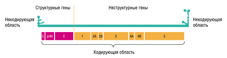 Геном вируса клещевого энцефалита представляет собой линейную молекулу РНК длиной 10,5–11 тыс. нуклеотидов, с короткими некодирующими областями на концах. Кодирующая область содержит гены структурных белков, входящих в состав самих вирусных частиц, а также белков, необходимых для размножения вируса в клетках хозяина. Кодирующая область имеет одну открытую рамку считывания, т. е. в цитоплазме зараженной клетки она считывается целиком и служит матрицей для синтеза одного протяженного полипротеина (Knipe, Howley, 2013). Затем эта большая белковая молекула расщепляется вирусными и клеточными ферментами-протеазами на три структурных и семь неструктурных вирусных белков Геном вируса клещевого энцефалита представляет собой линейную молекулу РНК длиной 10,5–11 тыс. нуклеотидов, с короткими некодирующими областями на концах. Кодирующая область содержит гены структурных белков, входящих в состав самих вирусных частиц, а также белков, необходимых для размножения вируса в клетках хозяина. Кодирующая область имеет одну открытую рамку считывания, т. е. в цитоплазме зараженной клетки она считывается целиком и служит матрицей для синтеза одного протяженного полипротеина (Knipe, Howley, 2013). Затем эта большая белковая молекула расщепляется вирусными и клеточными ферментами-протеазами на три структурных и семь неструктурных вирусных белков
