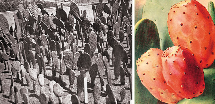 Plantation of Burbank’s cactus (Opuntia burbankii). Smithsonian Libraries. Public Domain. On the right are the juicy fruits of Burbank’s cactus, which taste like an apple or pear. Public Domain