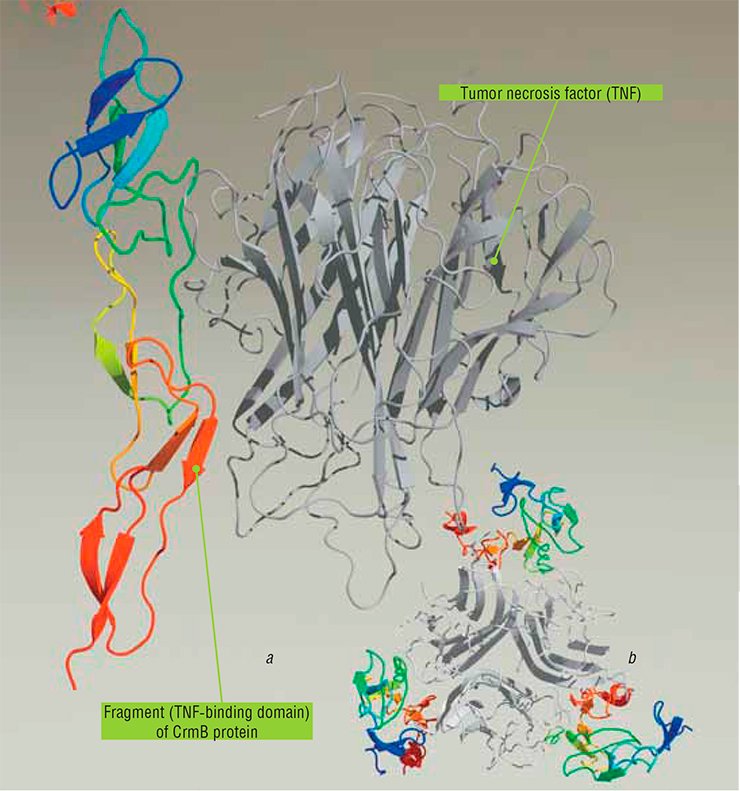 The drugs with an analogous effect may be designed using CrmB, a variola virus protein able to bind human tumor necrosis factor (a). Three molecules of this viral protein bind to one homotrimeric molecule of tumor necrosis factor (b, top view)