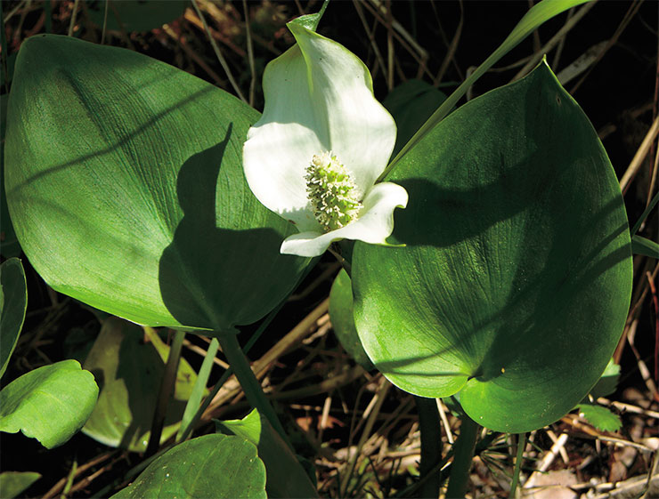 Белокрыльник болотный (Calla palustris) – единственный представитель рода белокрыльник, или калла. Этот многолетник предпочитает хорошо увлажненные, болотные или прибрежные местообитания. Ядовит; в народной медицине используется как универсальное средство с болеутоляющим, слабительным, противовоспалительным и другими эффектами. Фото автора Белокрыльник болотный (Calla palustris) – единственный представитель рода белокрыльник, или калла. Этот многолетник предпочитает хорошо увлажненные, болотные или прибрежные местообитания. Ядовит; в народной медицине используется как универсальное средство с болеутоляющим, слабительным, противовоспалительным и другими эффектами. Фото автора