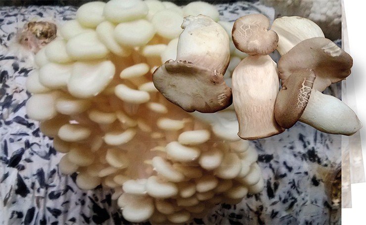 Вешенка желтая (Pleurotus citrinopileatus), выращенная на субстрате из подсолнечной лузги, и крупные одиночные плодовые тела вешенки королевской (Pleurotus eryngii) родом из Средиземноморья Вешенка желтая (Pleurotus citrinopileatus), выращенная на субстрате из подсолнечной лузги, и крупные одиночные плодовые тела вешенки королевской (Pleurotus eryngii) родом из Средиземноморья