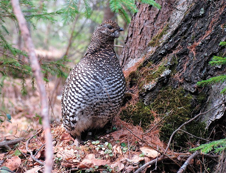Siberian Grouses spend much time on the ground. The spring mating display, egg laying, and brooding take place on the ground. There, Siberian Grouses find arthropods and berries, enriching their common diet. As for the long frosty winter nights, Siberian Grouses also spend them not in the trees but in “warm” snow wells