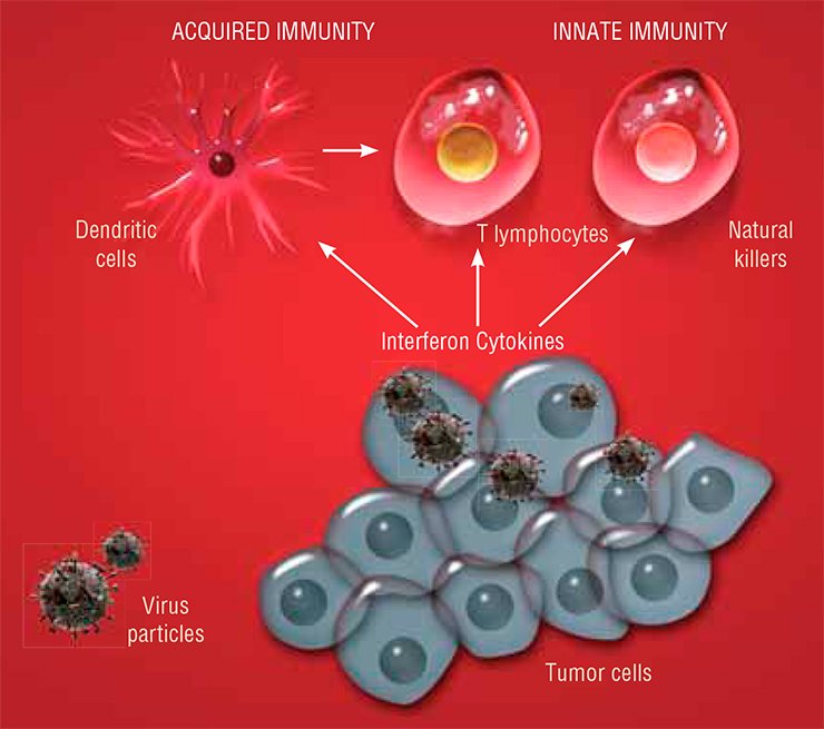 Viruses not only kill tumor cells, but also stimulate antitumor immune response. Infection with a virus stimulates tumor cells to release numerous cytokines, hormone-like proteins and peptides, and the cells forming the tumor stroma (vessels and connective tissue), to produce interferon. All these substances act on the cells referred to as natural killers and set them against tumor cells. Cytokines recruit and activate dendritic cells, which recognize tumor cells and “teach” cytotoxic T lymphocytes. Thus, viral infection activates both the innate and acquired immunities