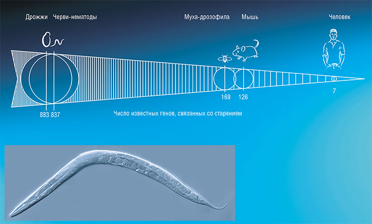 Согласно данным базы GenAge, для дрожжей и нематод известно несколько сотен генов, функция которых связана со старением. Для человека число таких генов не превышает десятка. По: (de Magalhães, Stevens, Thornton, 2017). Внизу – нематода Caenorhabditis elegans. © CC BY-SA 2.5 / Kbradnam Согласно данным базы GenAge, для дрожжей и нематод известно несколько сотен генов, функция которых связана со старением. Для человека число таких генов не превышает десятка. По: (de Magalhães, Stevens, Thornton, 2017). Внизу – нематода Caenorhabditis elegans. © CC BY-SA 2.5 / Kbradnam