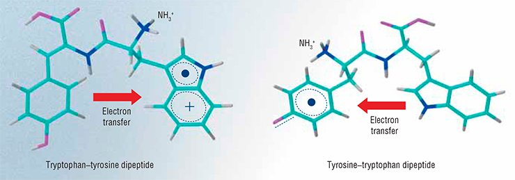 The chemically induced dynamic nuclear polarization method was used to determine the features of intramolecular electron transfer in peptides containing tryptophan and tyrosine, the natural amino acids, in aqueous acid solutions. The results showed that the transfer does not depend on the redox potentials of the amino acid residue, but always proceeds in the direction toward the positively charged amino group