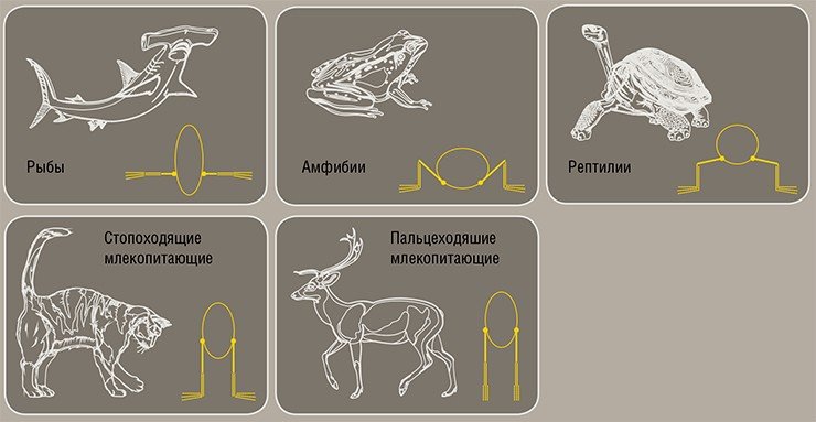 Положение конечностей у различных наземных позвоночных по отношению к поперечному сечению тела. Рис. автора 