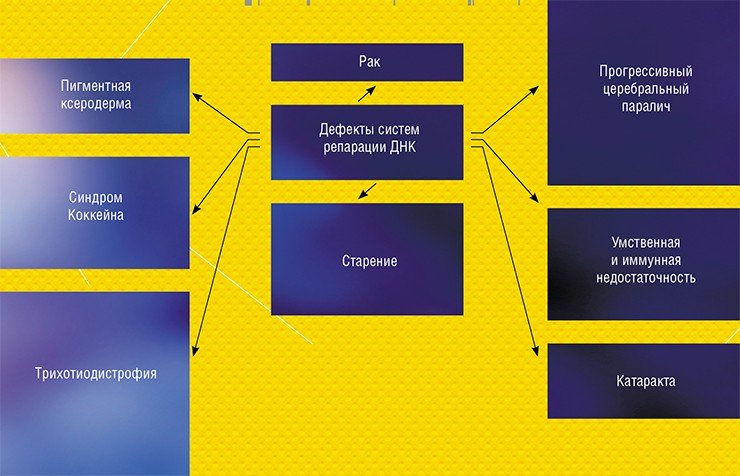 Если системы репарации ДНК по каким-то причинам работают некорректно, в организме начинают развиваться различные патологические процессы