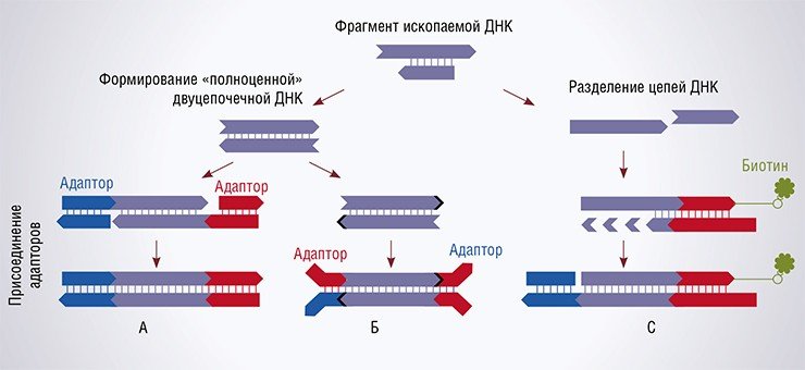 Существует два традиционных метода приготовления секвенирования образцов («библиотек») ДНК из ископаемого материала. Первый был разработан компанией «454 Life Sciences» (А), второй – компанией «Illumina» (Б). М. Мейер из Института эволюционной антропологии общества Макса Планка (Лейпциг, Германия) предложил новый, более эффективный метод (С), который и был применен к ископаемой ДНК человека из Денисовой пещеры. По: (Meyer et al., 2012)